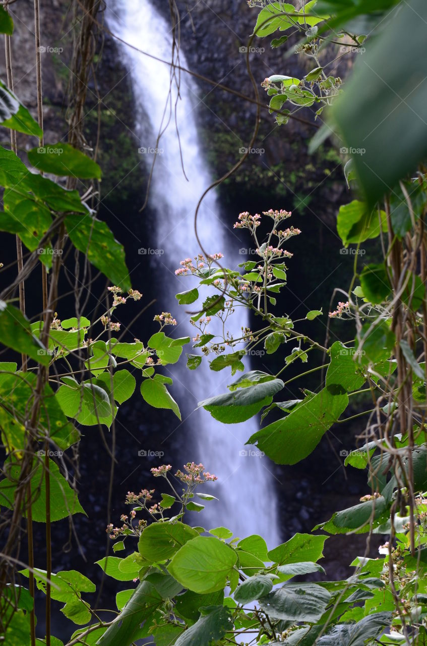Tropical landscape with waterfall