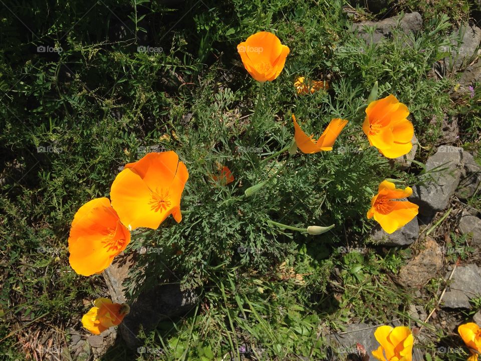 Poppies 
