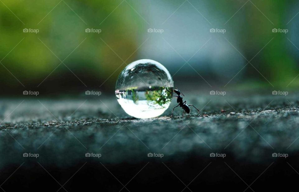 drop & ant - beautifull micro drop picture