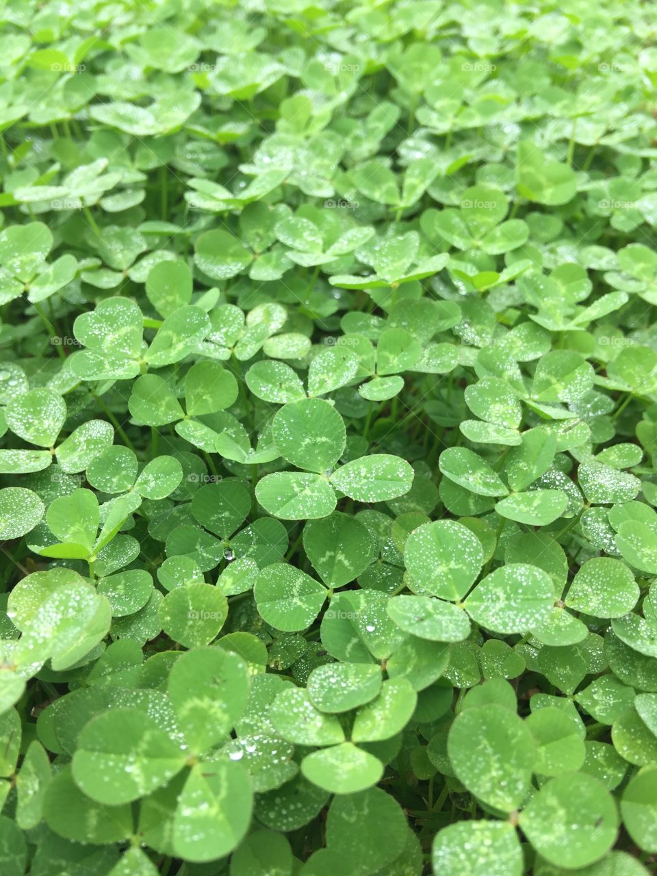 A shot of local clovers. Can you get lucky?