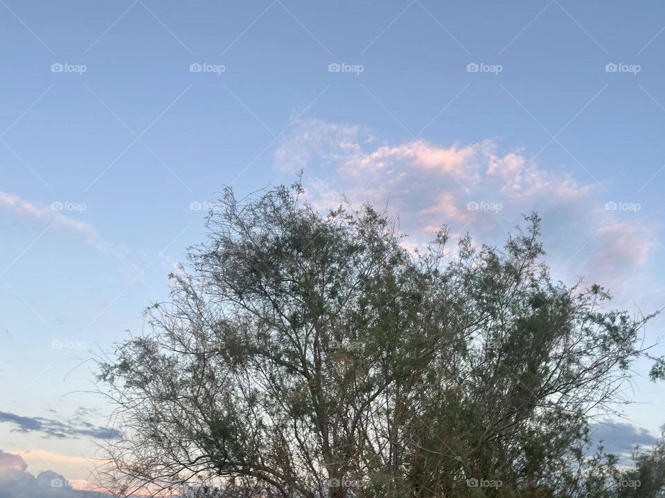 A tree with pink clouds behind it. 