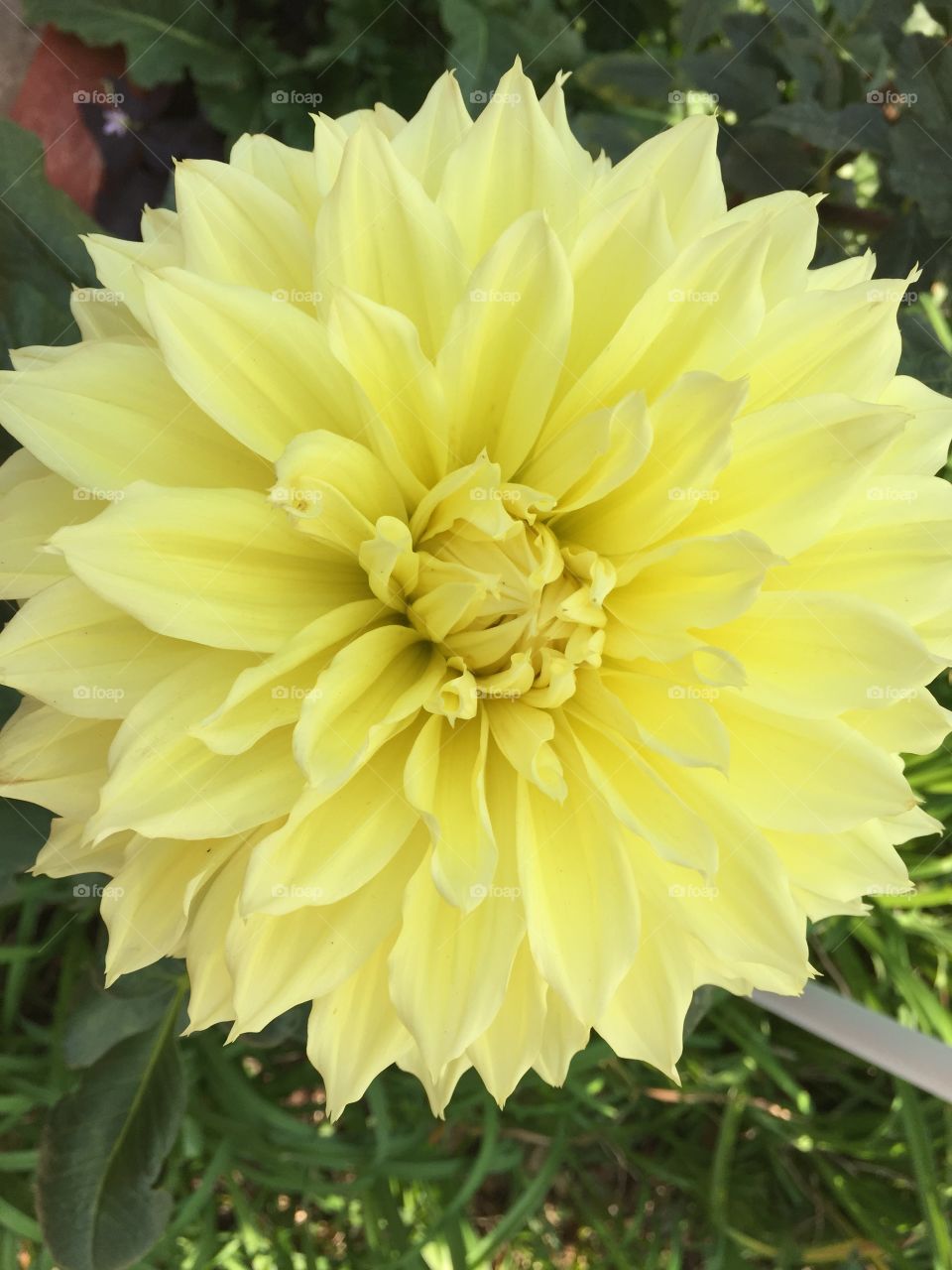 Single bloom. Sunburst yellow flower.