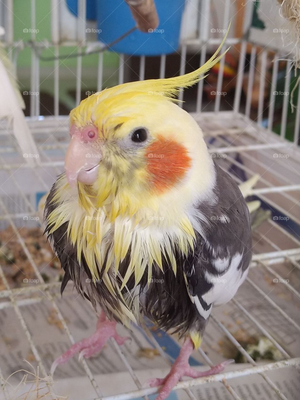 bird shower time