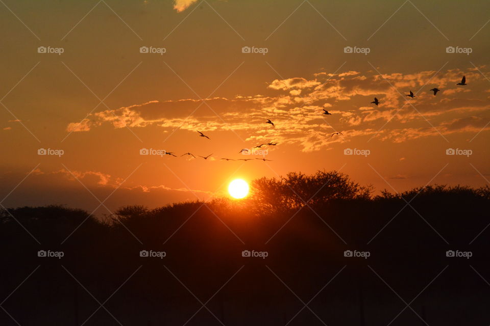 The sun setting on the horizon,  will the birds gather together and fly all the way to their nest