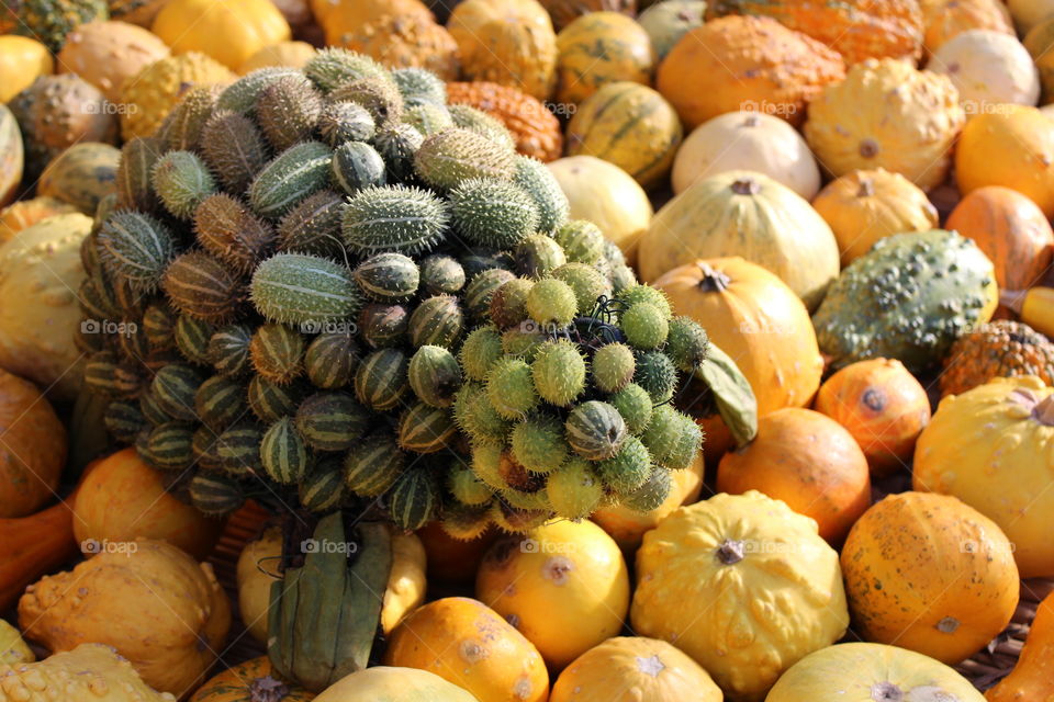 turtle made from different species of pumpkins