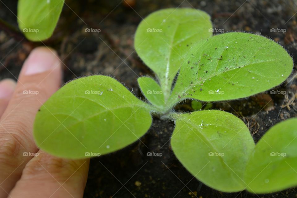 green sprout garden