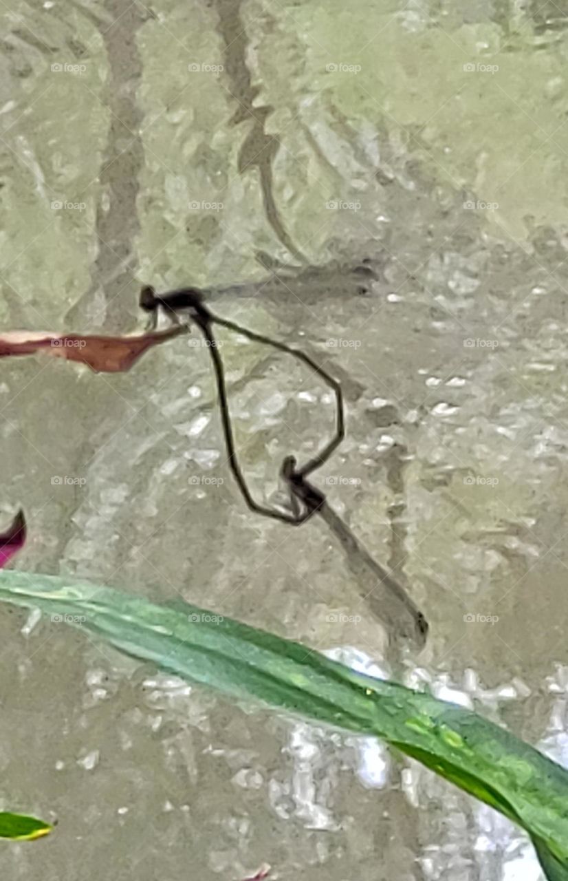 two damselfly