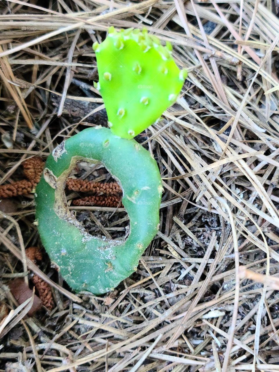 Cactus Ring