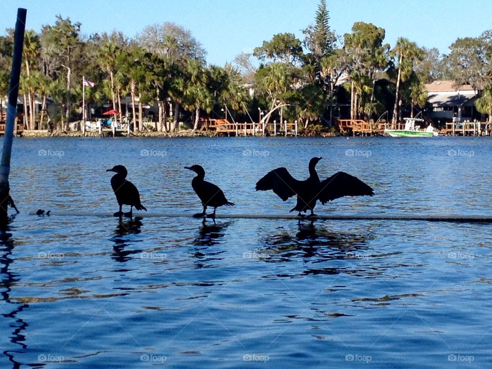 Cormorants on a log