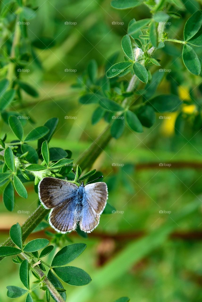 Butterfly in a field