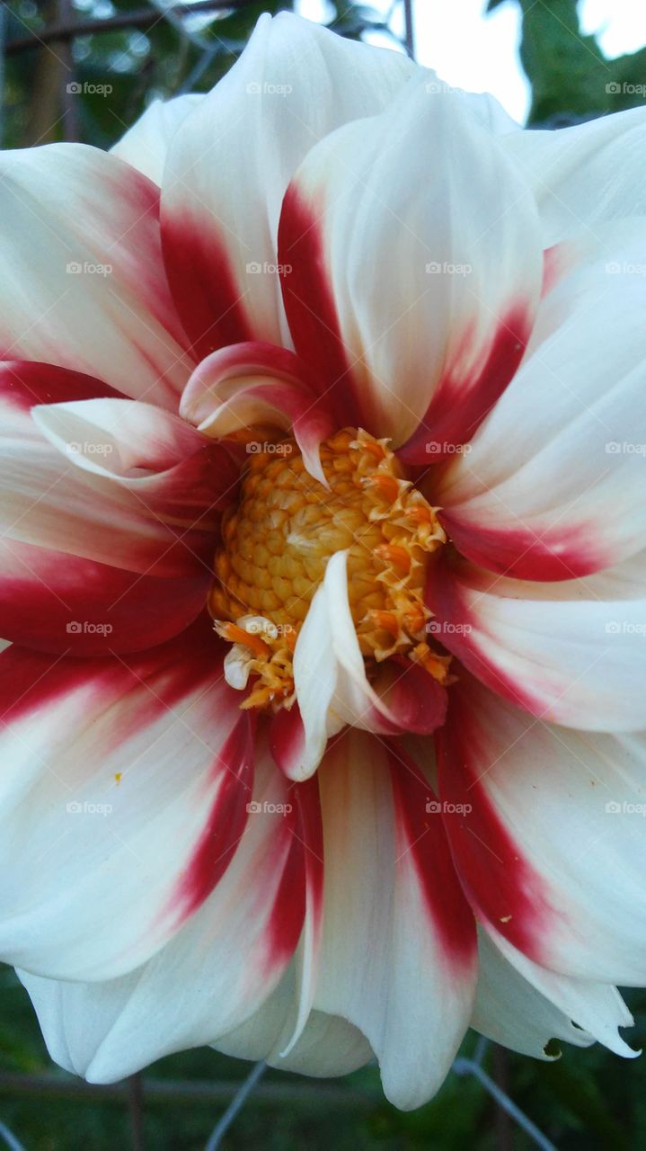 Flower, Nature, Flora, Summer, Garden