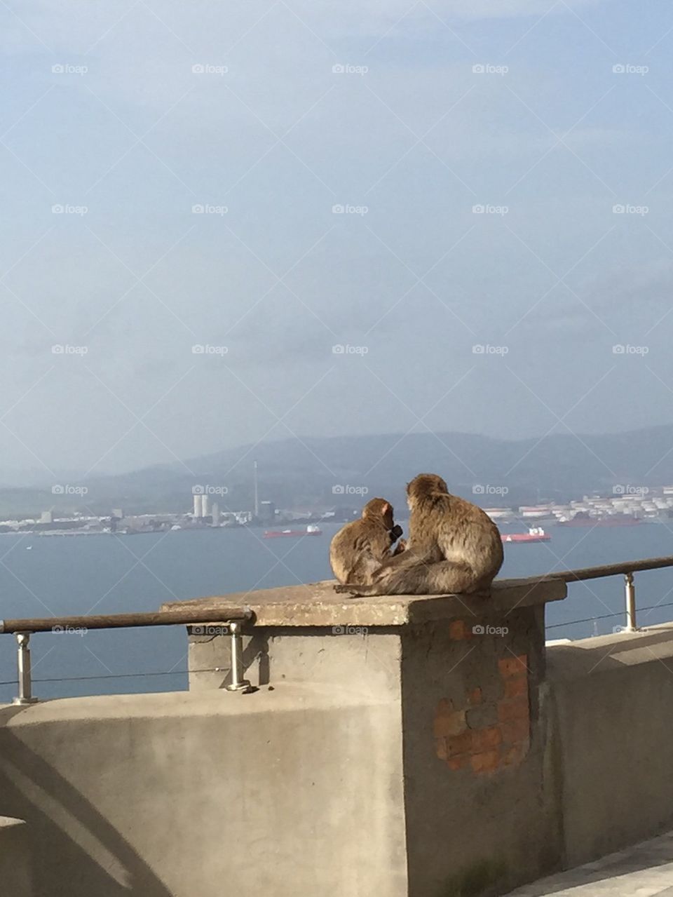 Monkeys in spain