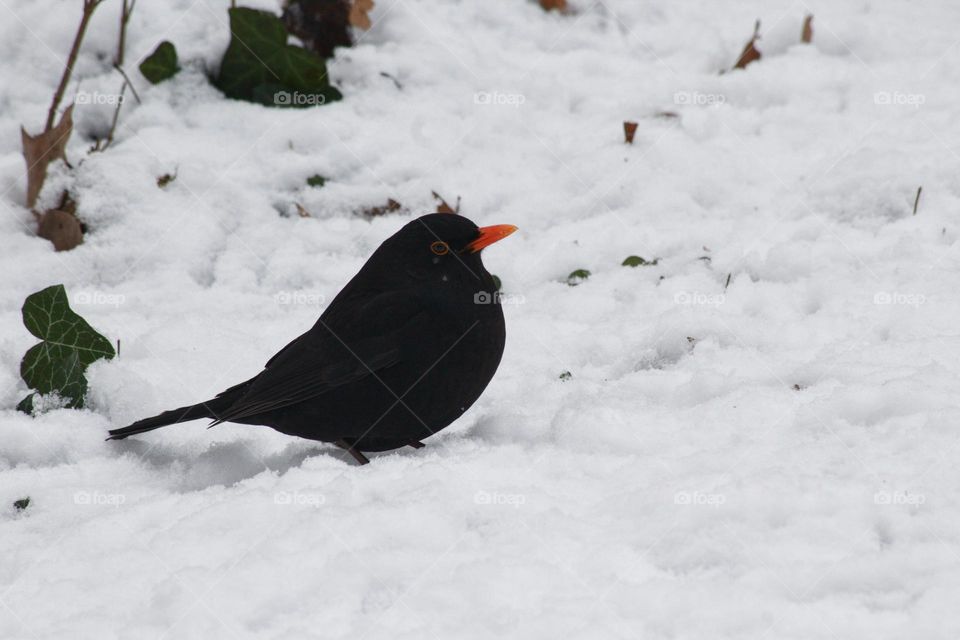 Blackbird sitting in the snow and looking for food.