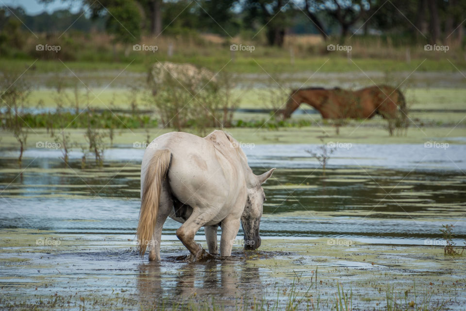 Cavalo pastando no pantanal 