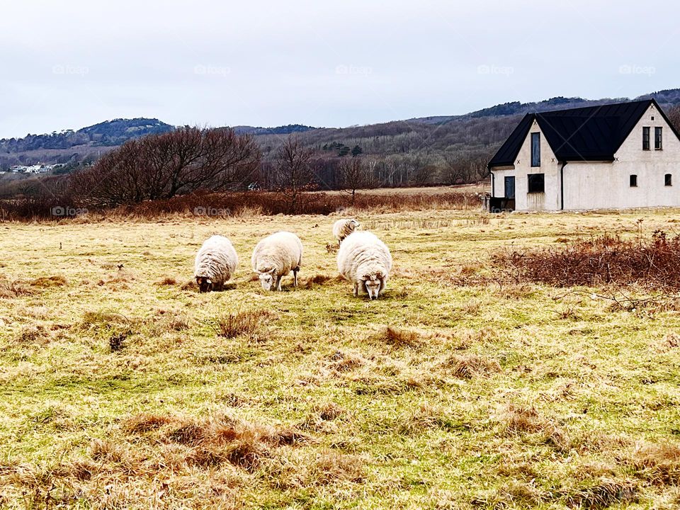 Spring time in Sweden with sheep’s eating grass 