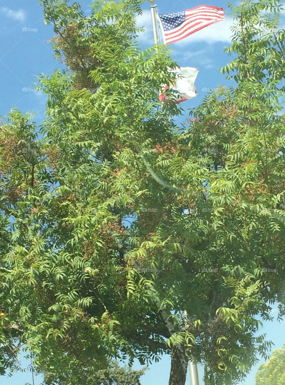 Tree and flag