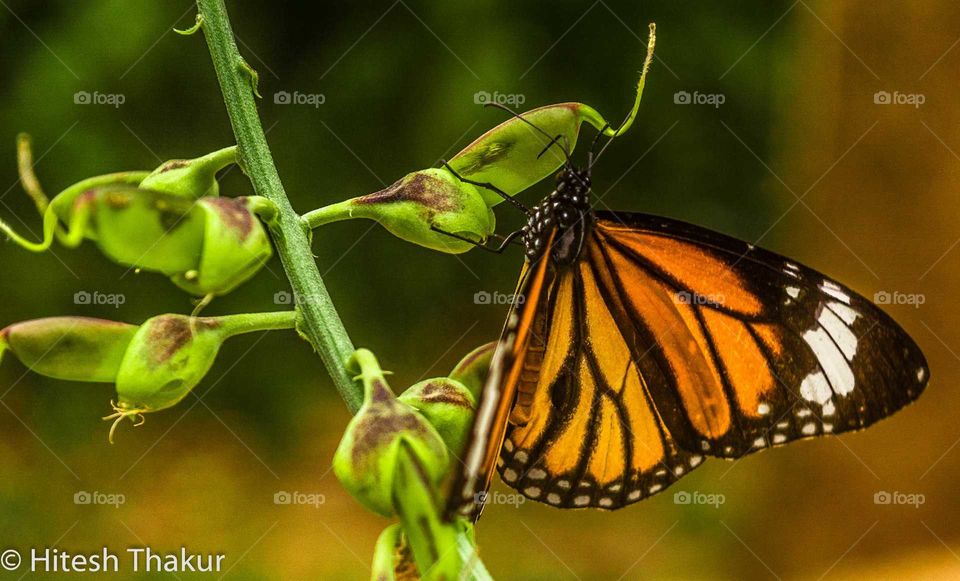 Butterfly, Nature, Insect, No Person, Outdoors