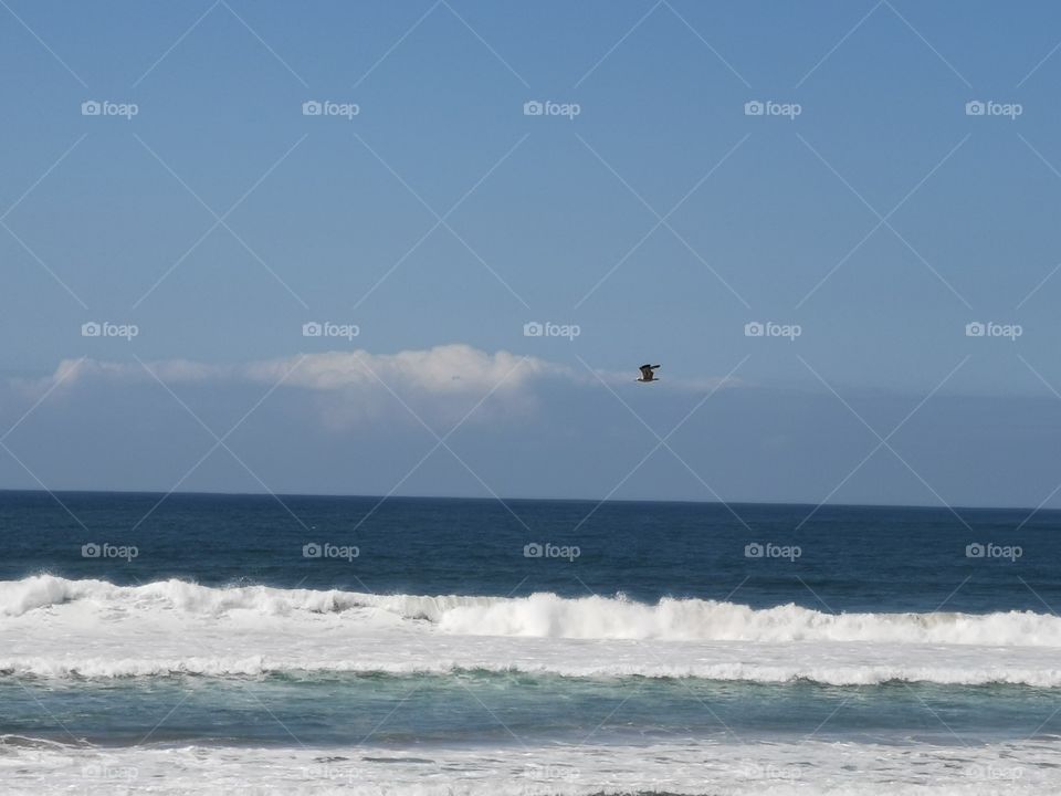 Seagull flying over the ocean.