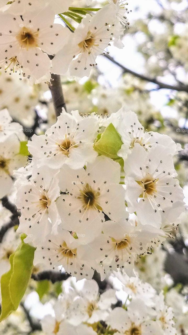 Close up of white tree blossoms on a spring morning