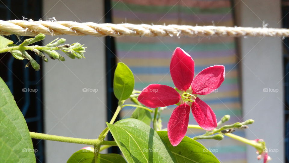 Green leaf with red flower. Rope background