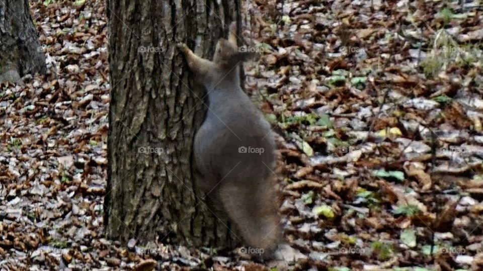 squirrel