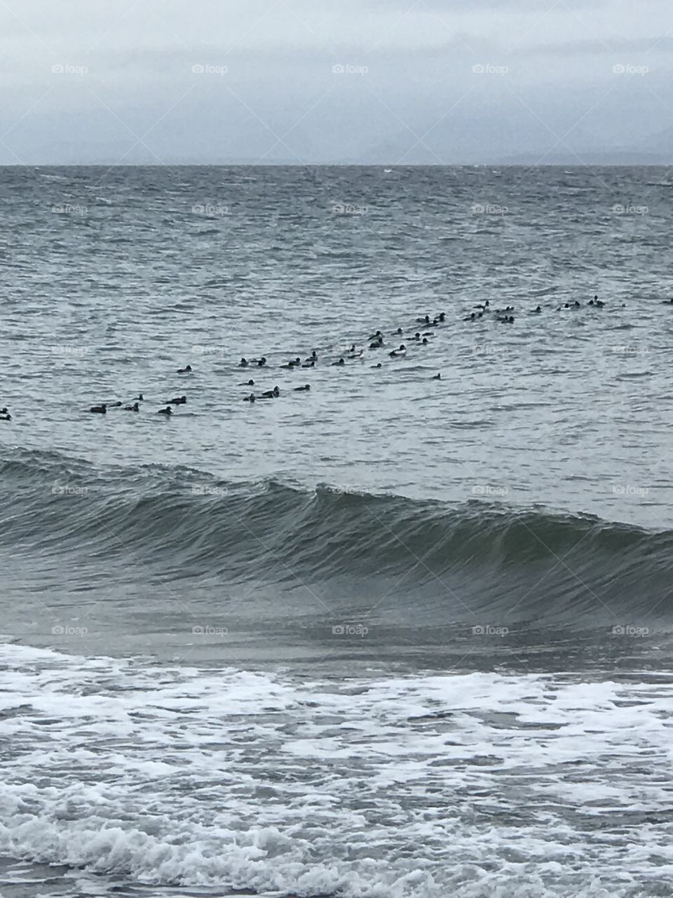 Shorebirds floating on the churning seas on a grey winter day. The blackbirds standout on the grey waters, with white foamy surf in the foreground and a blue cloudy skyline in the background. 