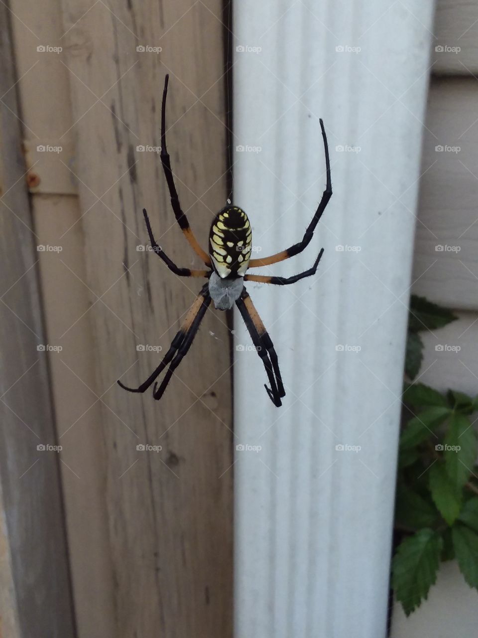 Garden  spider