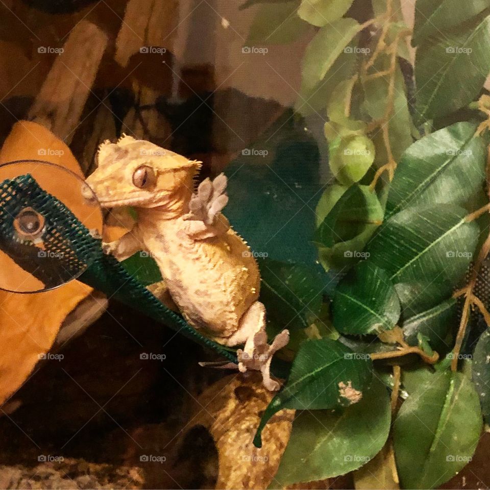 Gecko saying hello 
