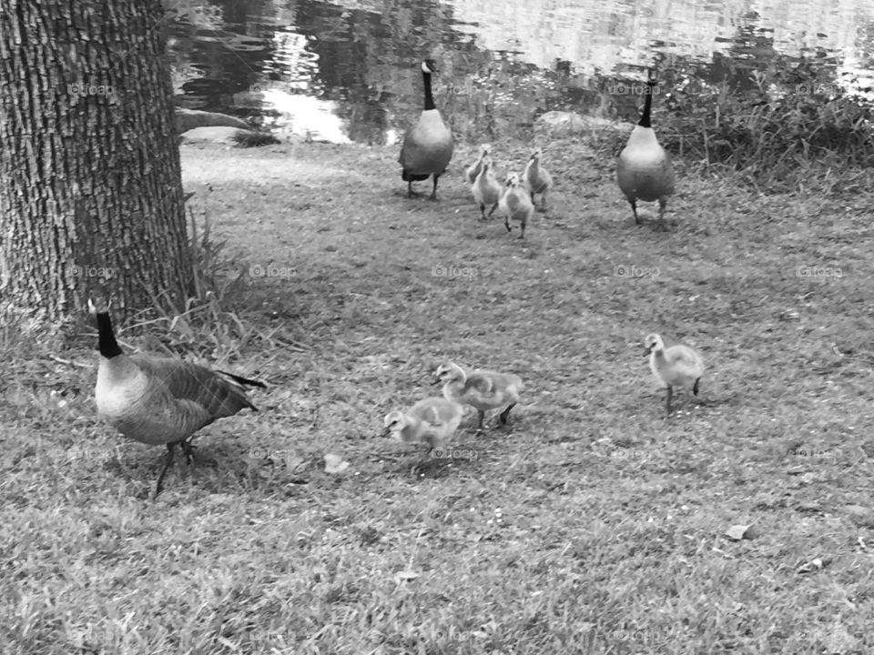 Duckling . Ducks 