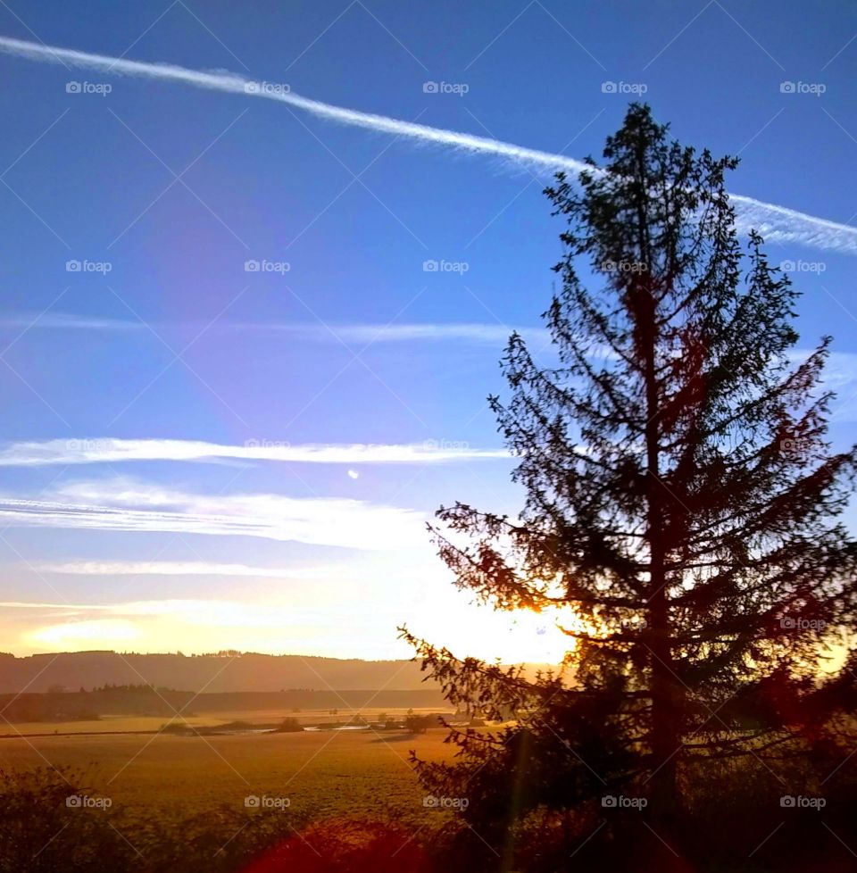 tree on the sunrise horizon