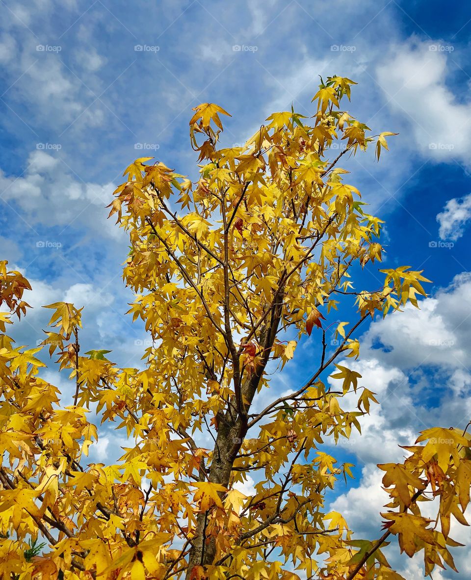 Tree changing its colors in early autumn—taken in Valparaiso, Indiana 