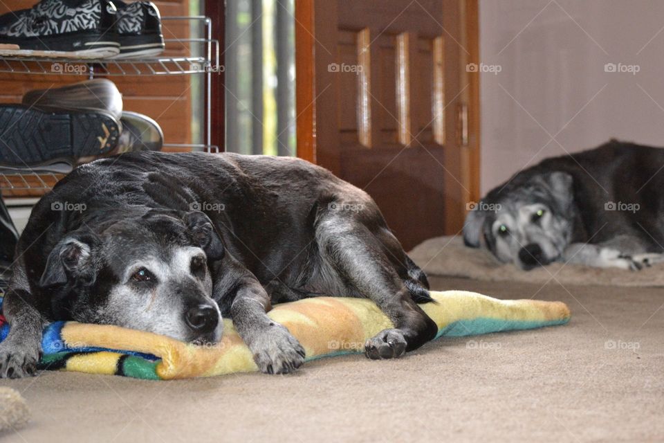 Growing old together.  Max and Keisha are brother and sisters.  They are 14 year old American pit bull cross with Labrador.  Max and Keisha were reunited after being separated since birth.  Keisha went home to the island and two weeks later both dogs passes away at the same day, year and time in their sleep.  Beautiful reminder of how special our life is and No matter where you are you are always connected and will always find your way back home.