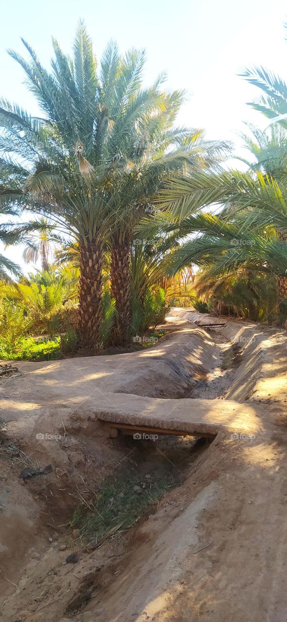 Crossing bridge in garden