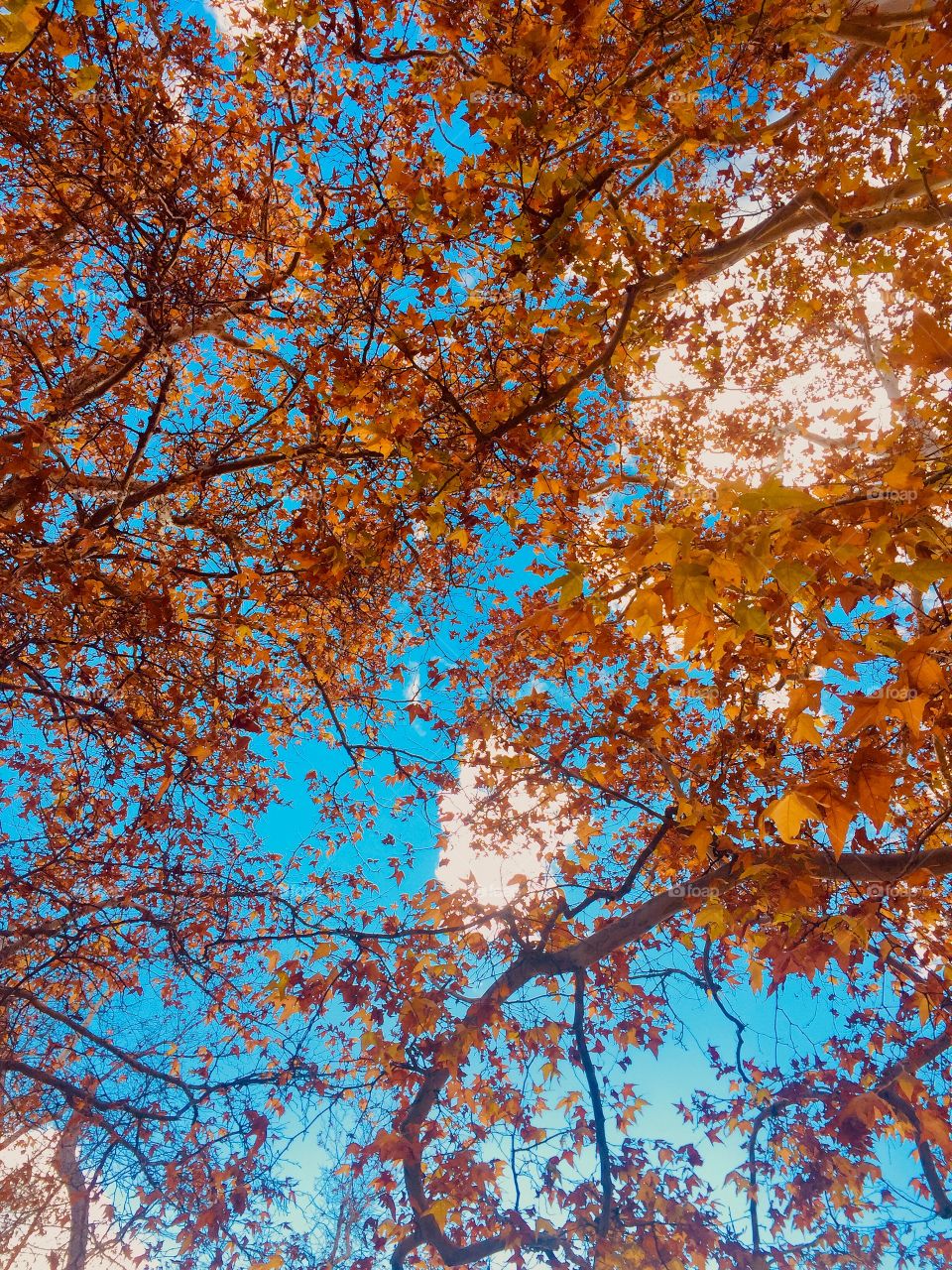 Autumn Canopy 