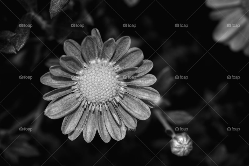 No Person, Flower, Nature, Flora, Closeup