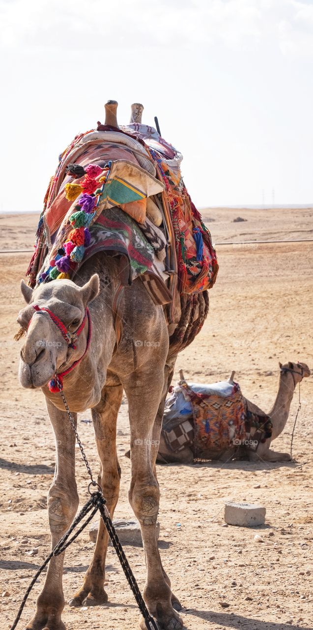 Colorful costumes on camels on hot days at Giza Pyramid in Cairo city Egypt