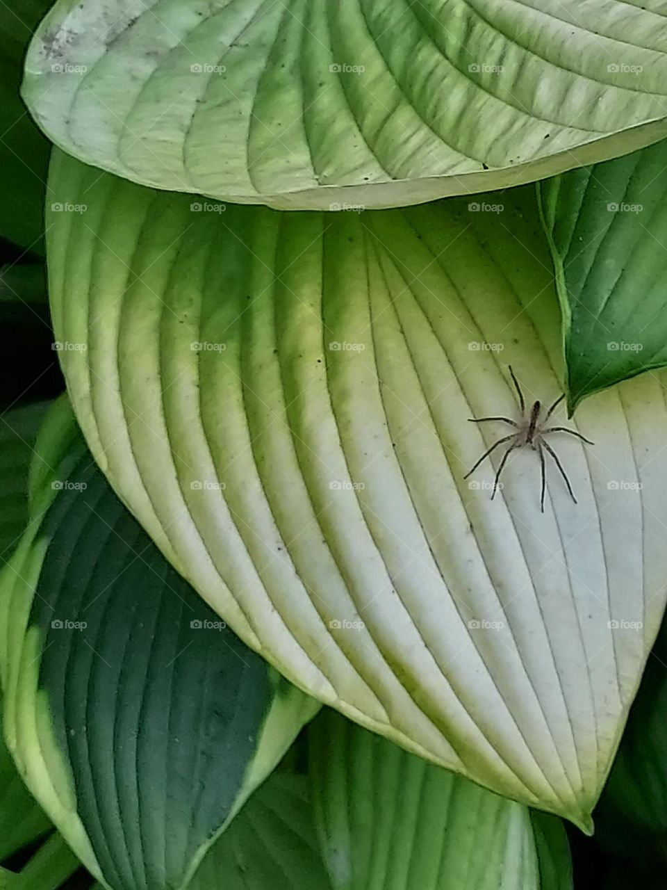 Spider on a bright green hosta