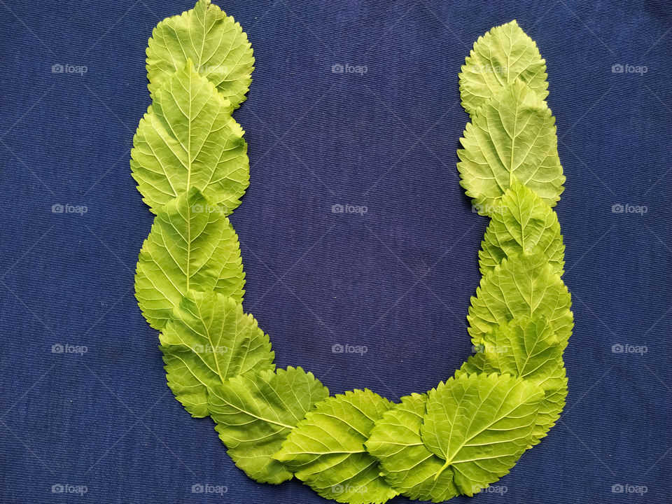 Letter U alphabet made with mulberry Tree Green leaf over blue background