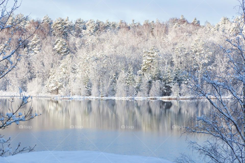 Forest covered with white snow and frost by a partly frozen lake on a beautiful cold winter day 