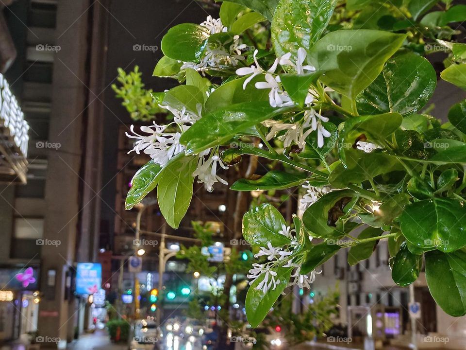 Chinese Fringe-tree in the rain