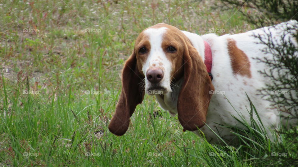 Portrait of a basset hound in the grass