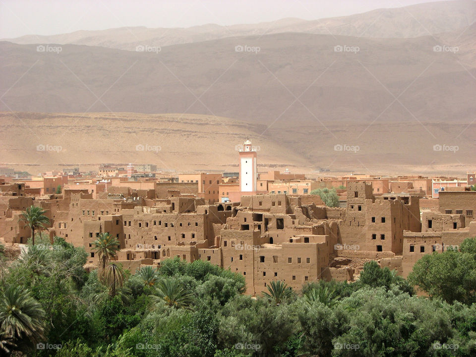 trees brown desert marocco by hofit25