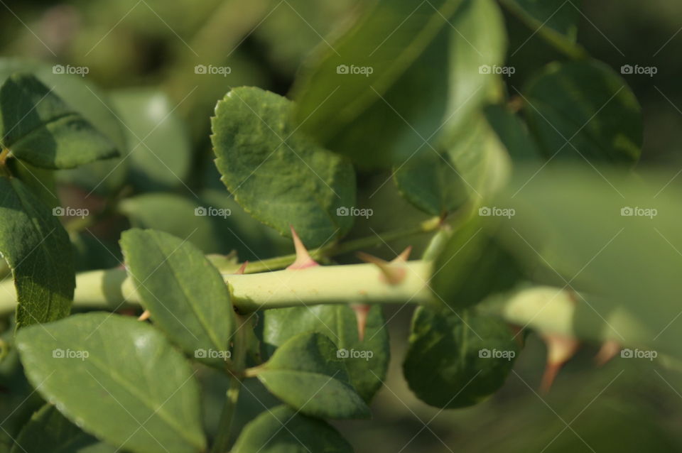 leaf close-up