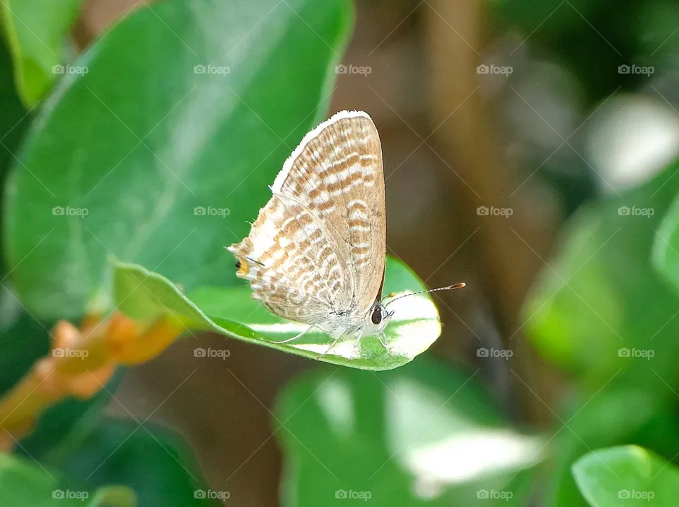 butterfly