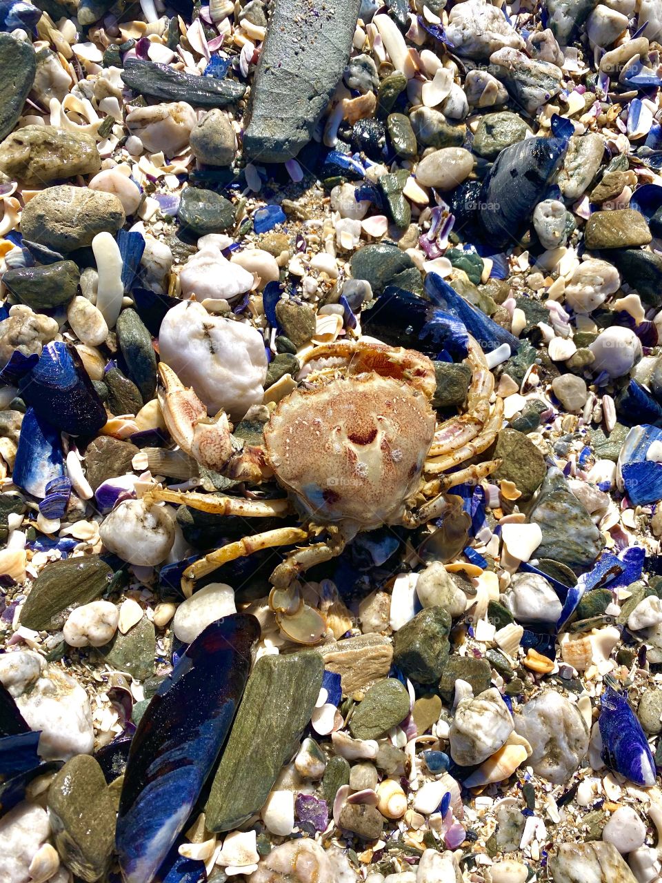 Mr crab