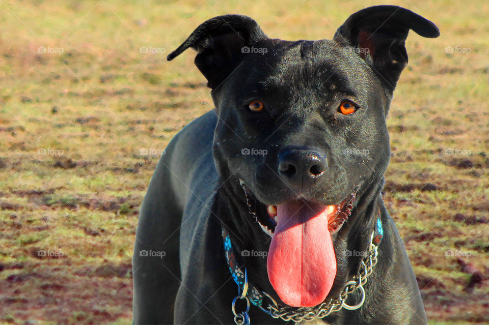 This super friendly black Labrador was so much fun at the dog park this week. There was too much stuff in the background so I substituted a grass dog park background to make the pup pop!