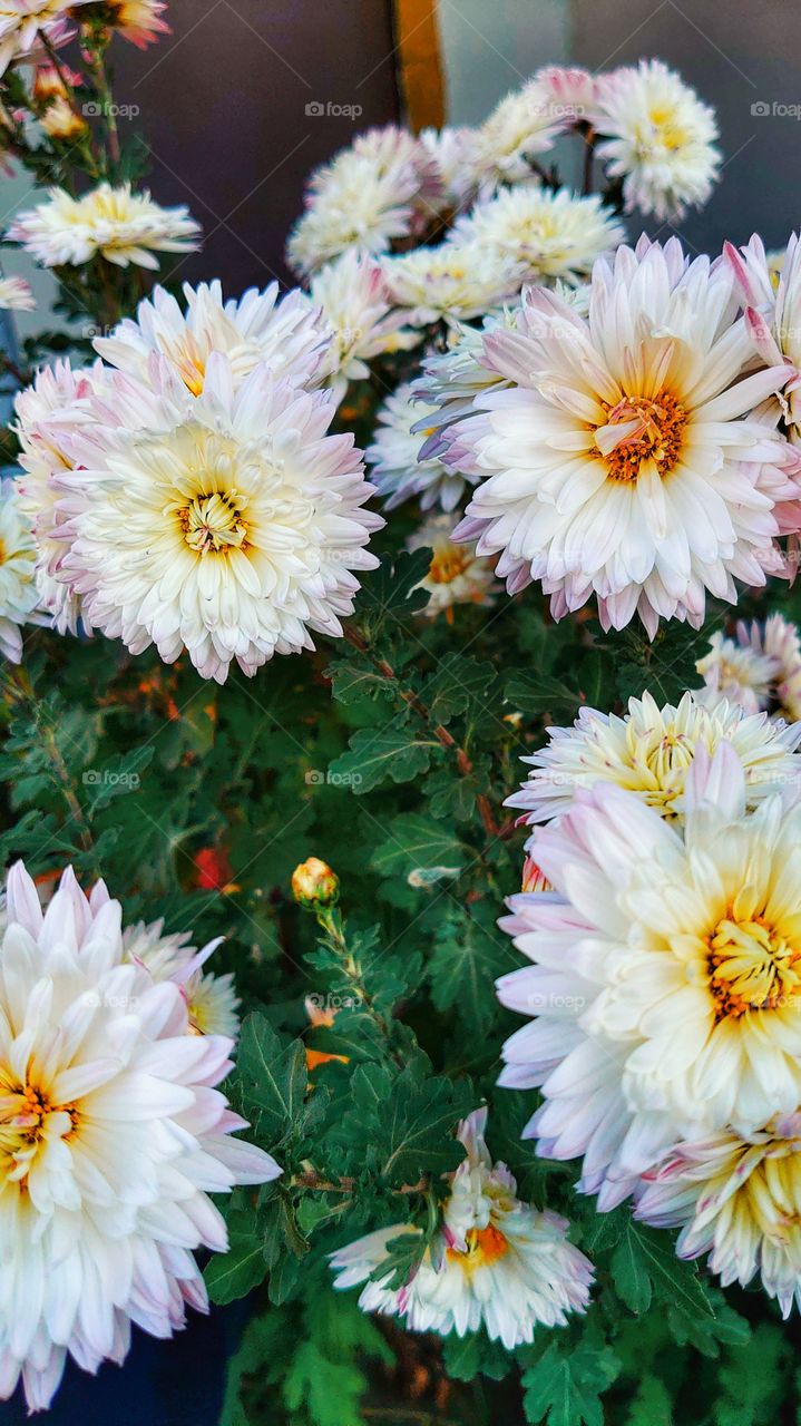 beautiful chrysanthemums - flowers symbolizing the sun