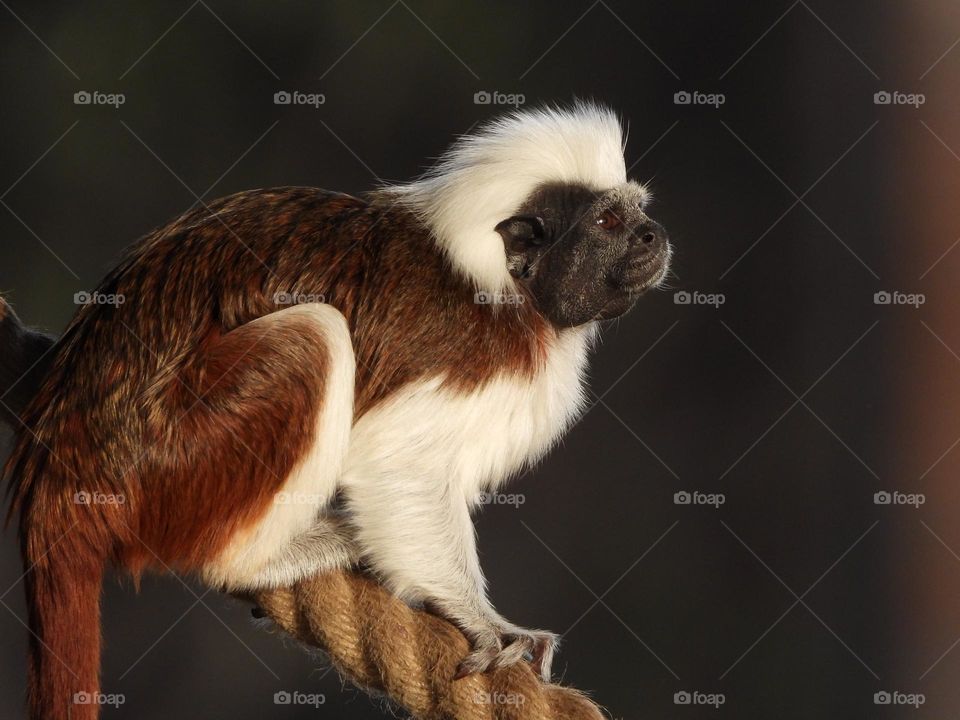 A close up of a monkey