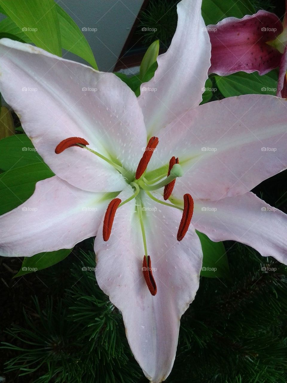 pink lily