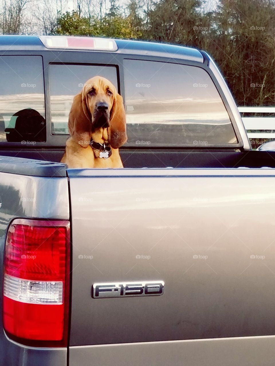 funny bloodhound dog waiting in the back of a Ford pickup truck
